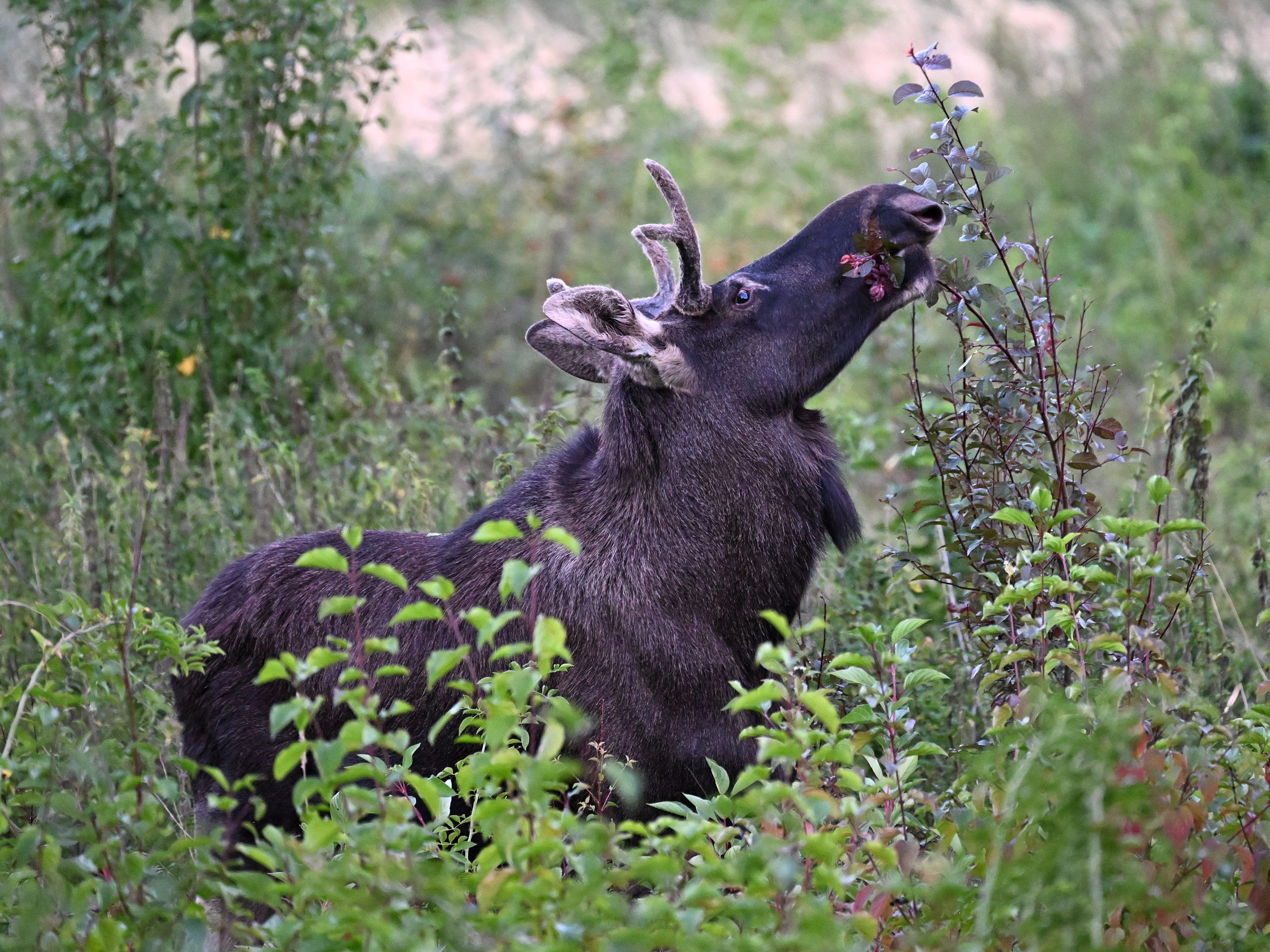 elch-in-wien-donaustadt-das-sagt-die-ma-49