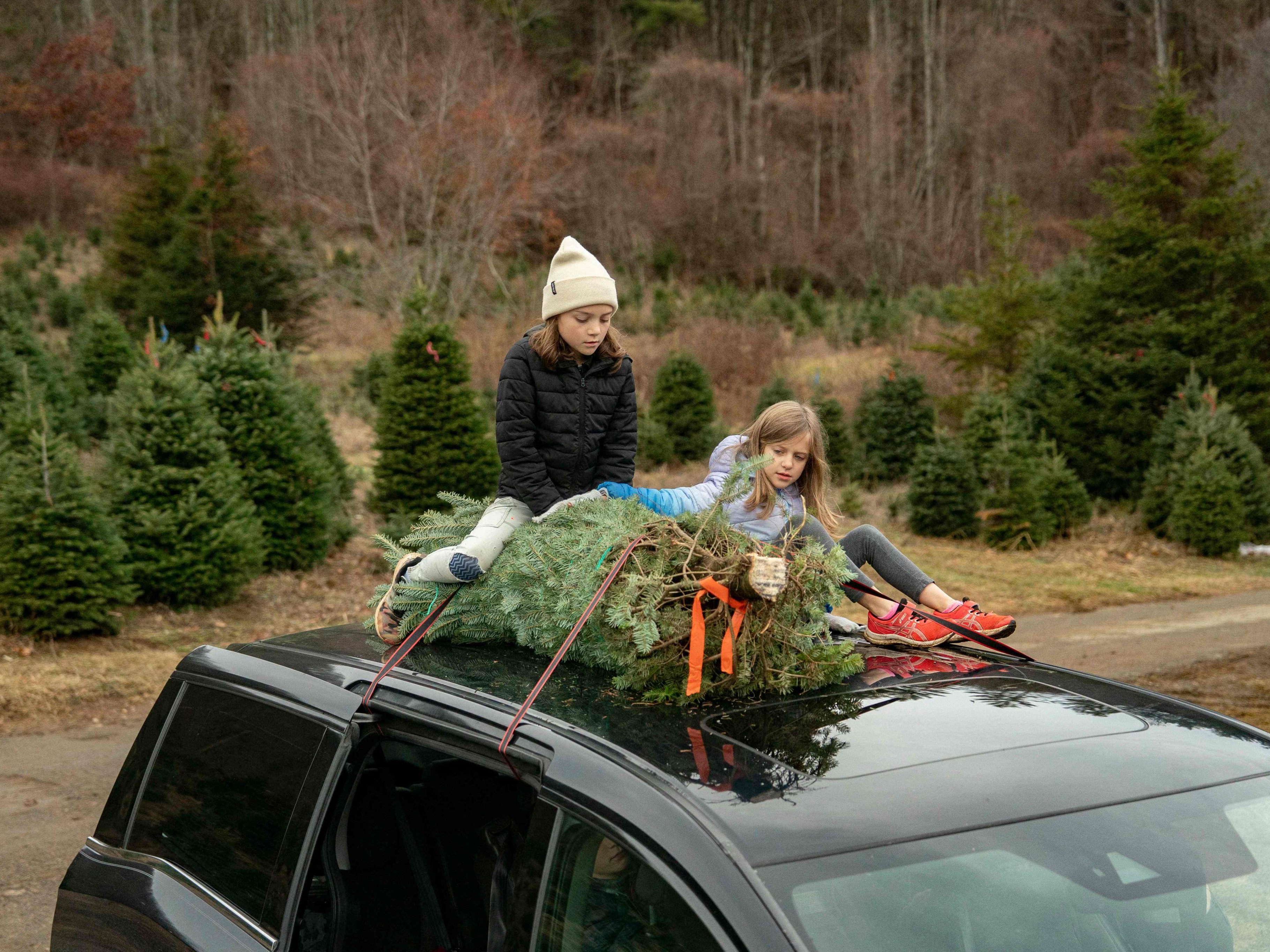 Weihnachtsbaum-Boom-in-North-Carolina-Familienidylle-trifft-auf-Gro-handel