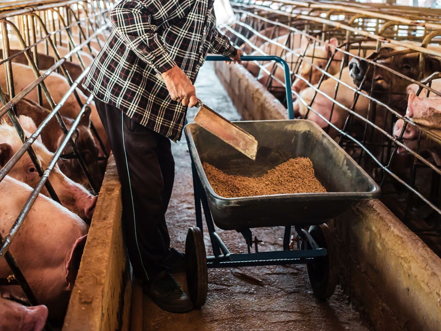 Schweinefleisch-im-Supermarkt-Weiterhin-wenig-aus-besserer-Haltung-nur-1-Bio