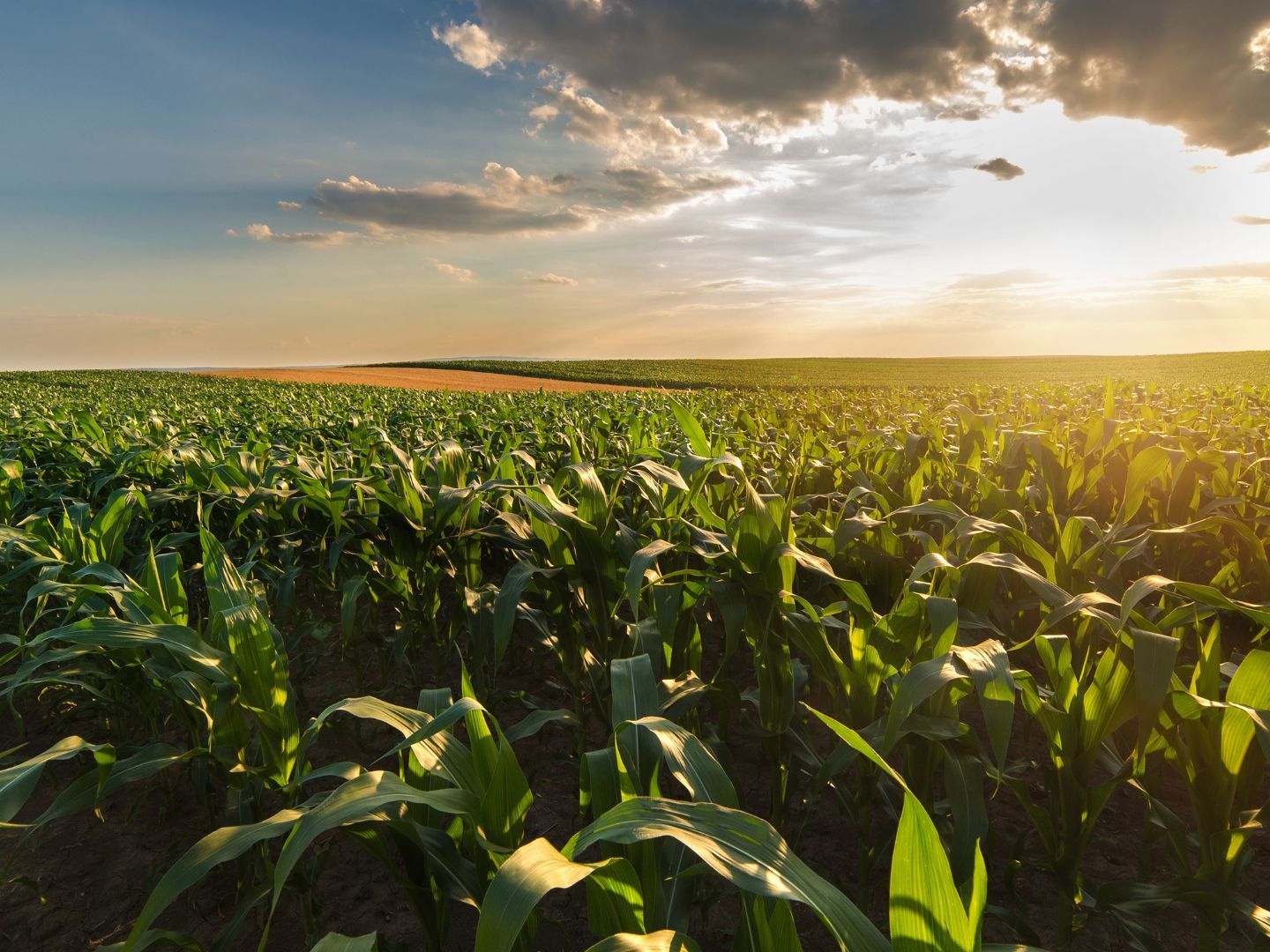 2025-berdurchschnittliche-Gem-seernte-in-sterreich