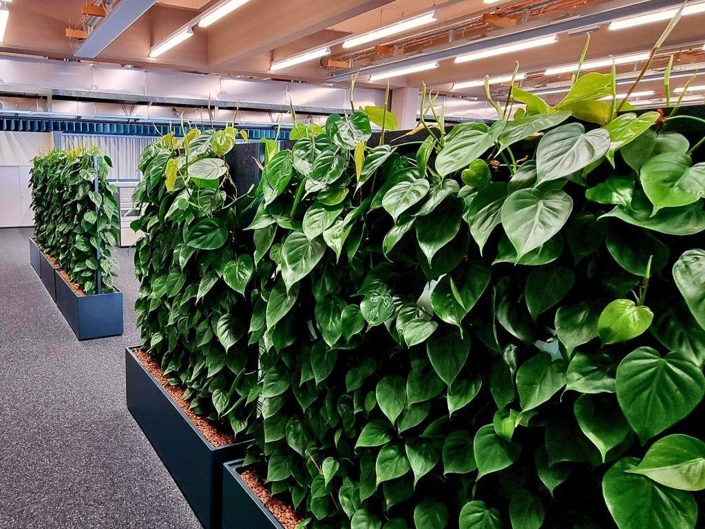 Diese-Pflanze-ist-auch-nach-130-Jahren-noch-gr-n