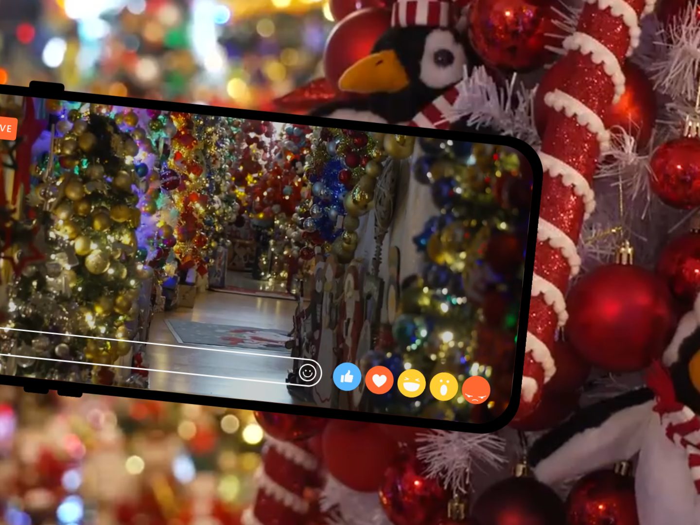 Jedes Jahr mehr – warum eine Familie 600 Christbäume aufstellt