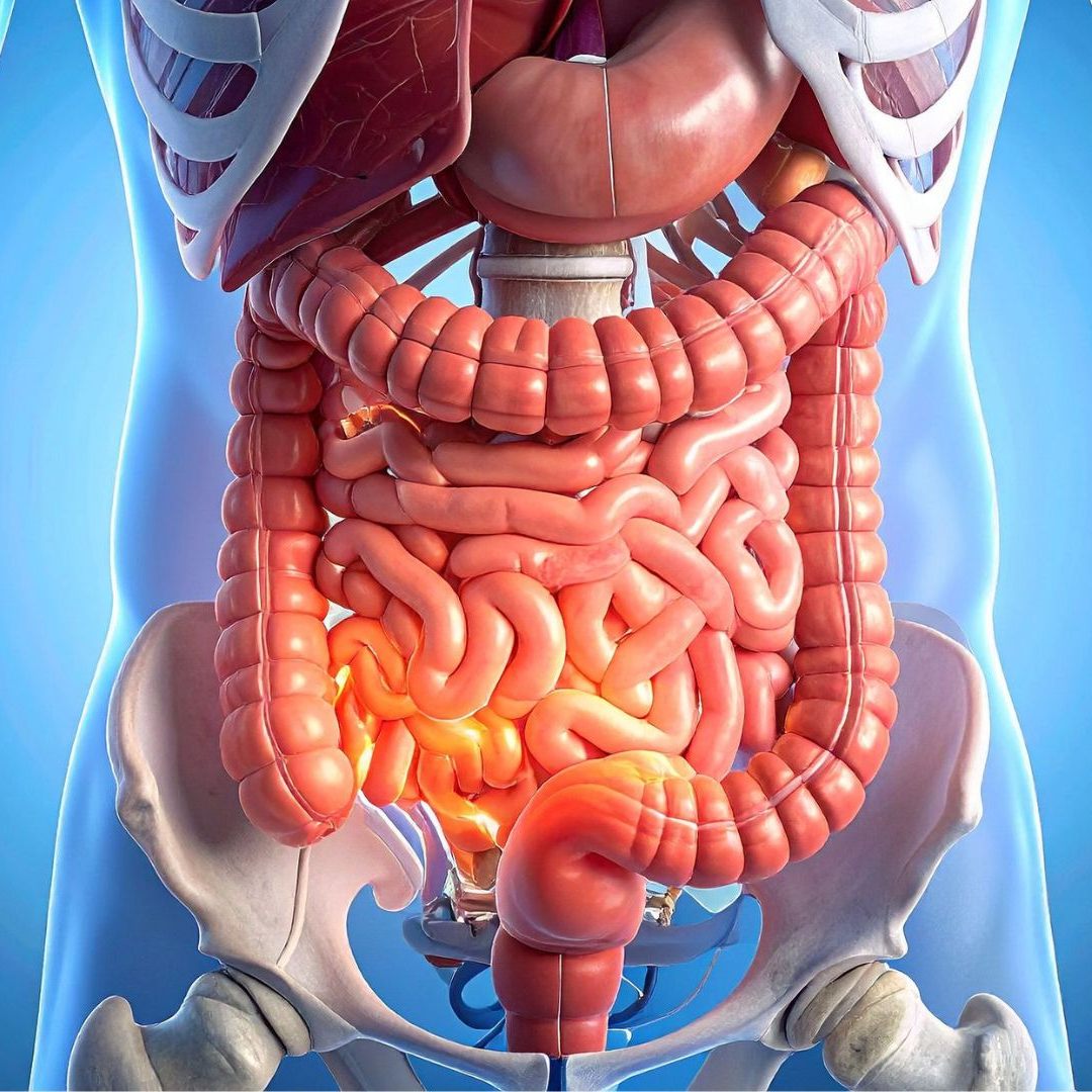 Darmbeatmung beim Menschen: Studie zeigt erste Ergebnisse