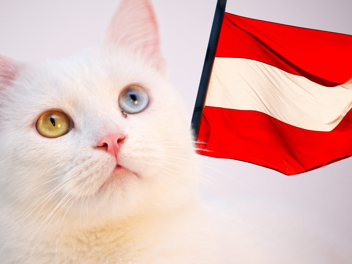 fast-jeder-zweite-haushalt-hat-ein-tier-katzen-weiter-auf-dem-vormarsch