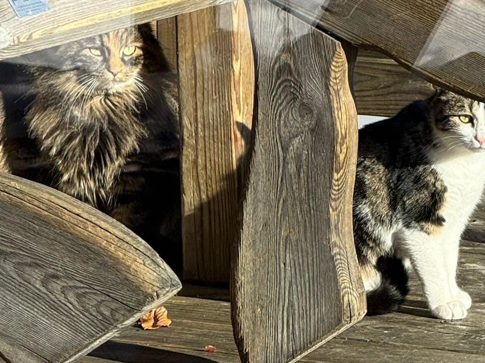 Schon-wieder-zur-ckgelassene-Katzen-von-Spielbergalm-gerettet