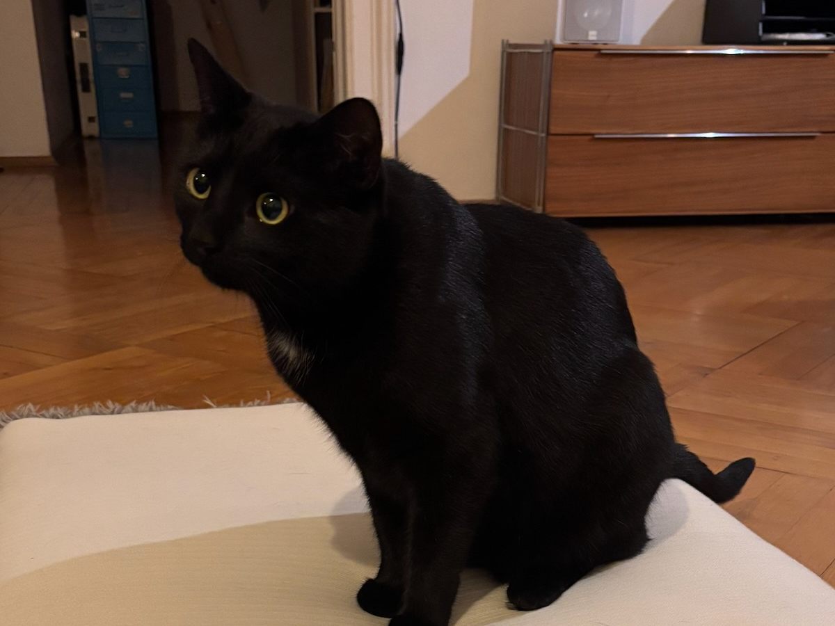 Katze-entlaufen-28-12-2025