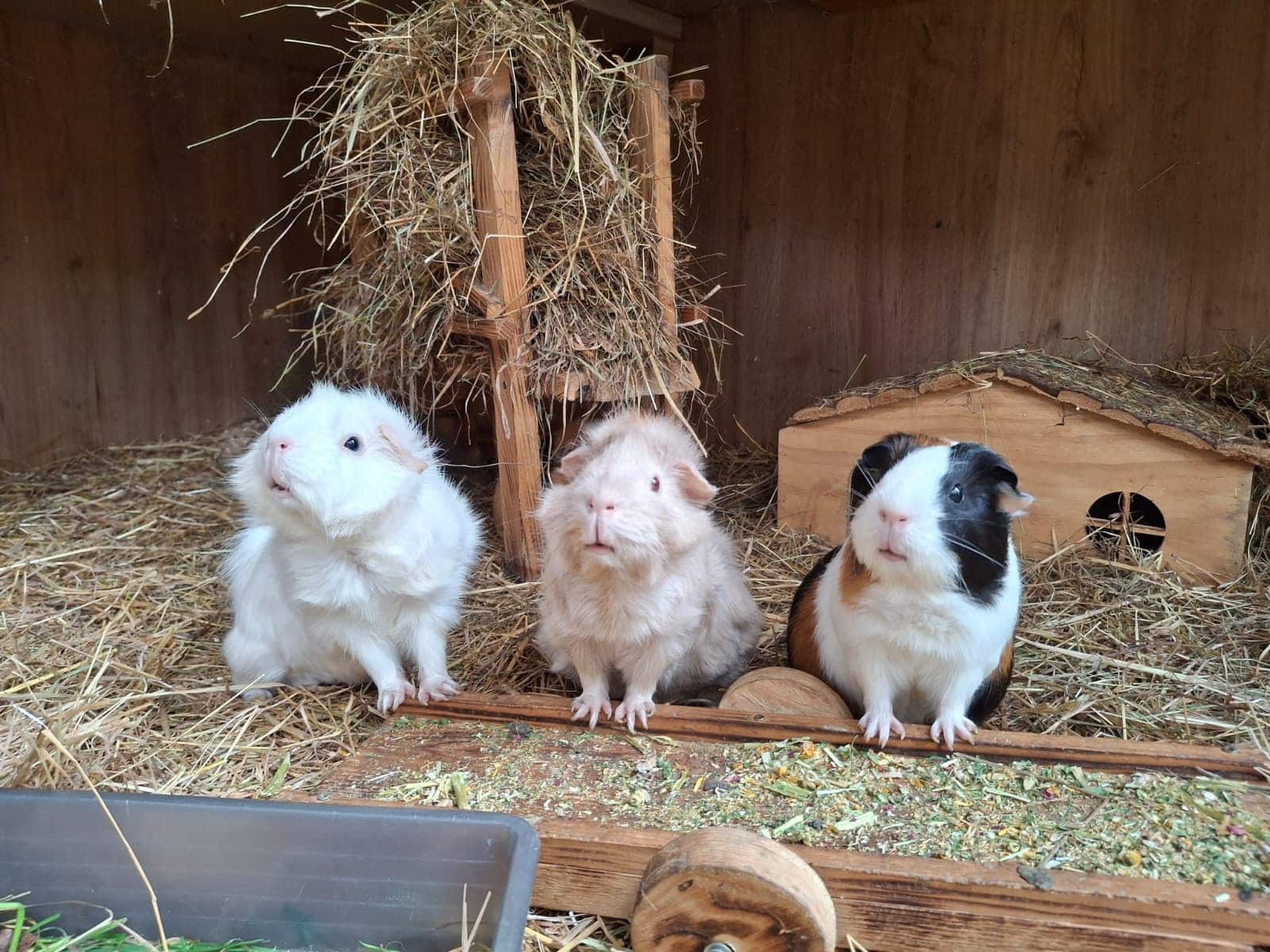 Alle-Jahre-wieder-Warum-Weihnachten-f-r-Chaos-in-sterreichs-Tierheimen-sorgt