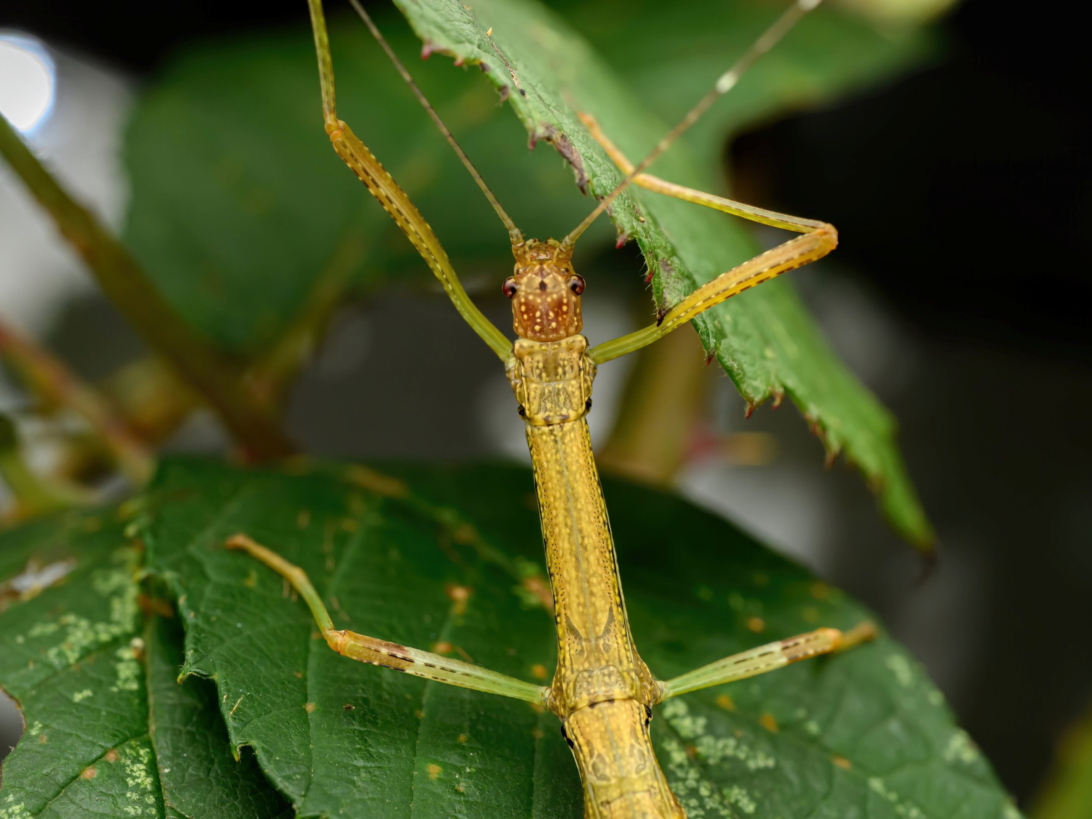wiener-haus-des-meeres-nahm-weitere-tiere-auf
