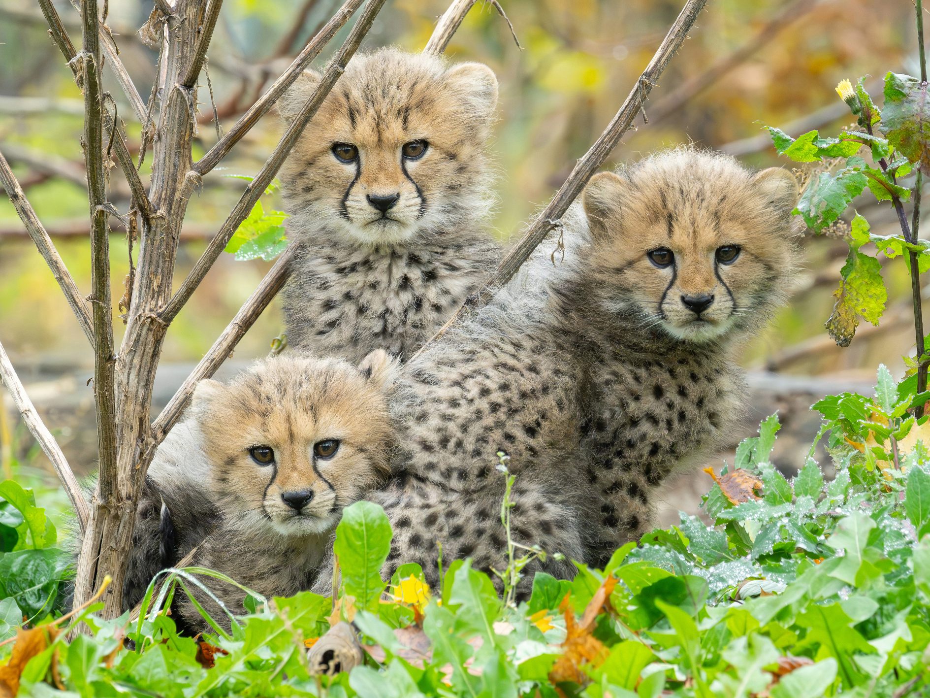 geparden-drillinge-sorgen-f-r-action-im-wiener-tiergarten-sch-nbrunn