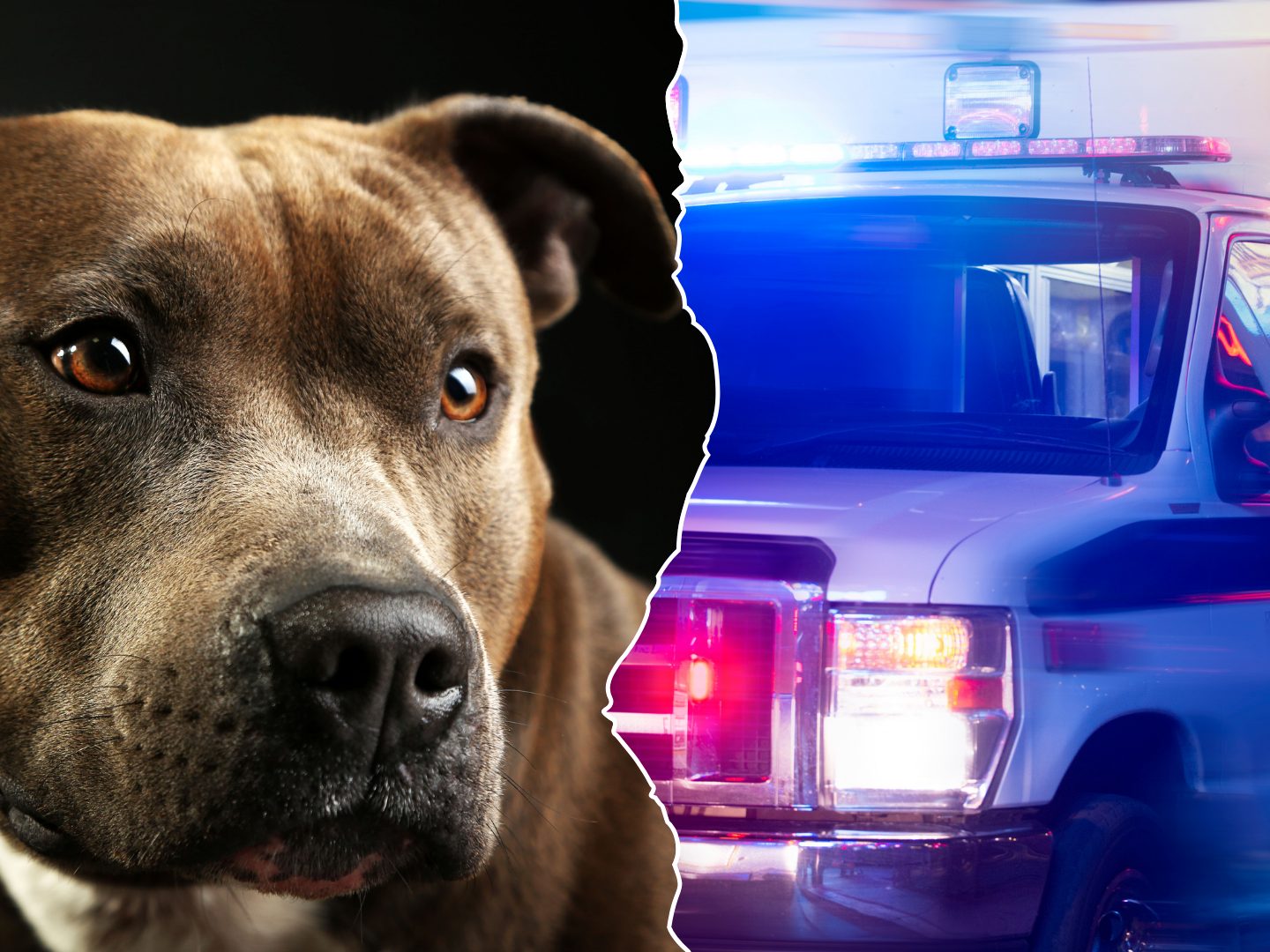 trag-die-auf-zakynthos-zweij-hriger-stirbt-nach-angriff-durch-familienhund