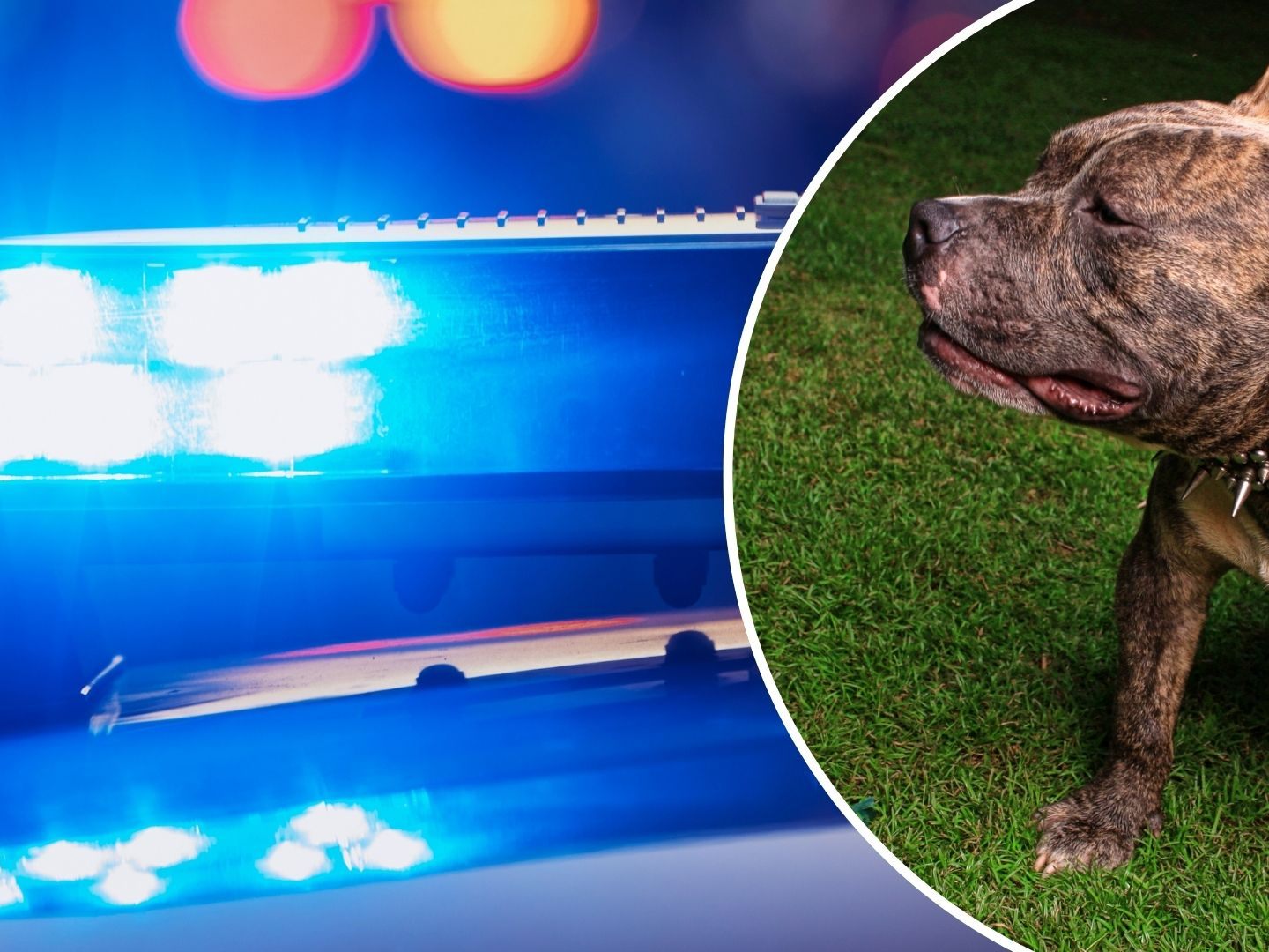 US-Amerikanerin von Pitbulls getötet (SYMBOLBILD)