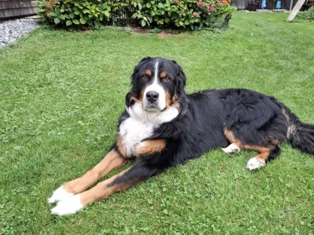 Berner-Sennhund-in-N-ziders-vermisst
