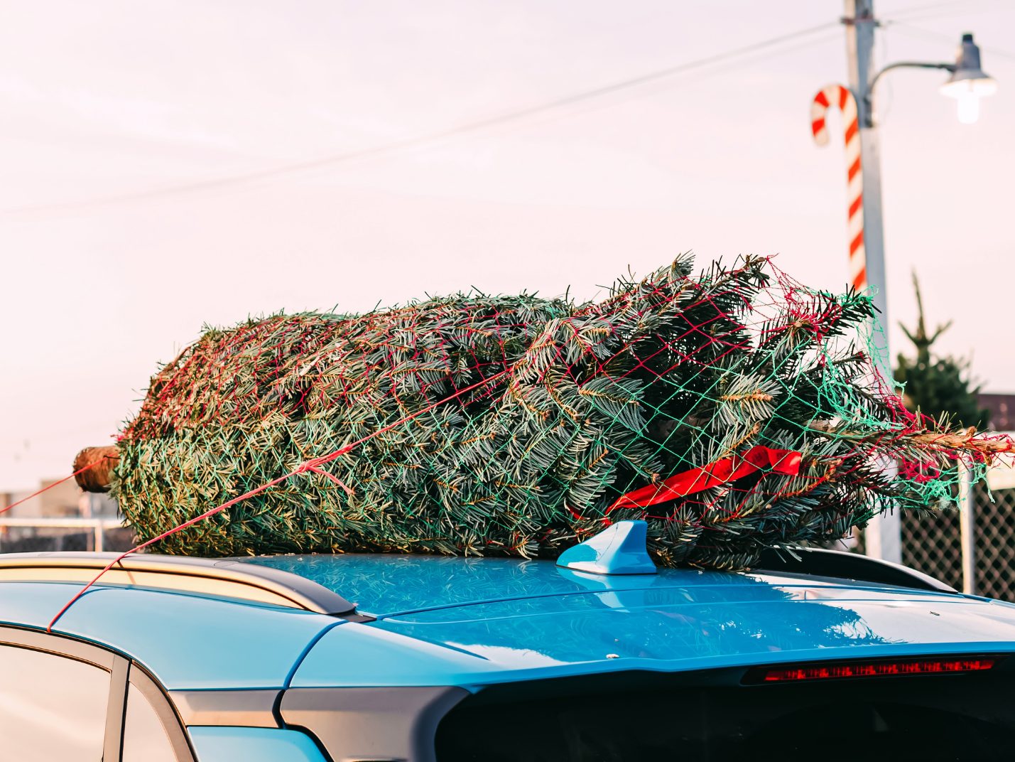 Ob im Auto oder per Rad: Beim Christbaumtransport ist Vorsicht geboten.