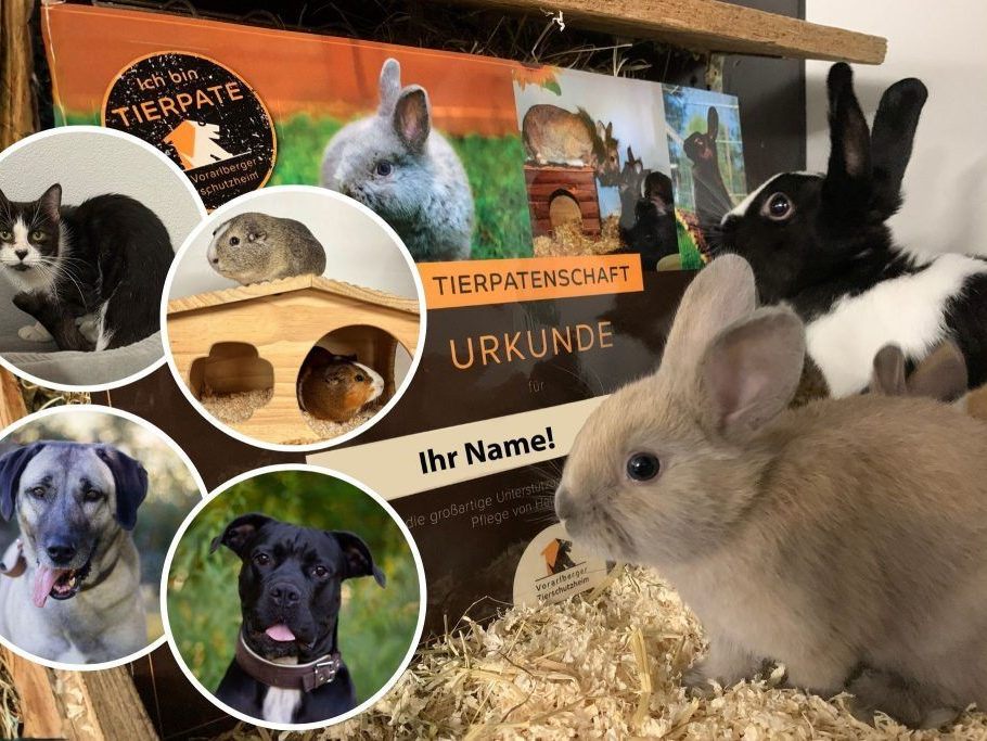 Weihnachten-mit-Tieren