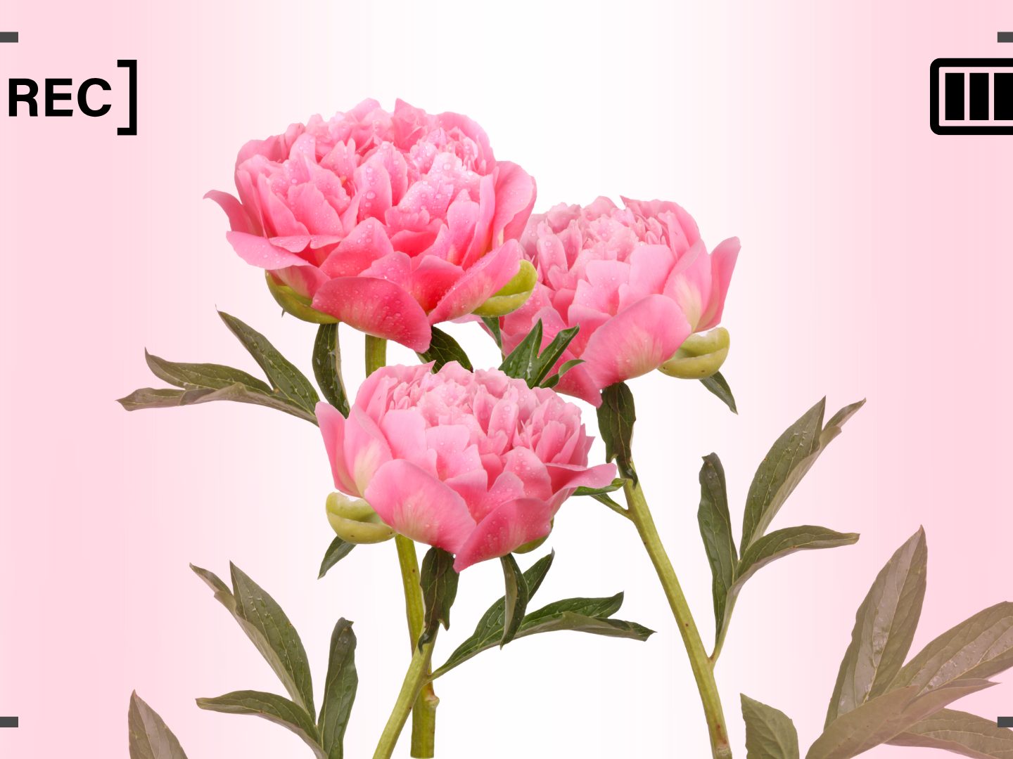 Pfingstrosen-im-Zeitraffer-das-stille-Wunder-der-Bl-te