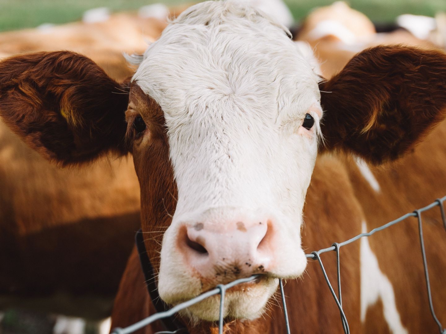 Rind-und-Kalb-verendet-Tierqu-lerei-auf-K-rntner-Bauernhof-aufgedeckt