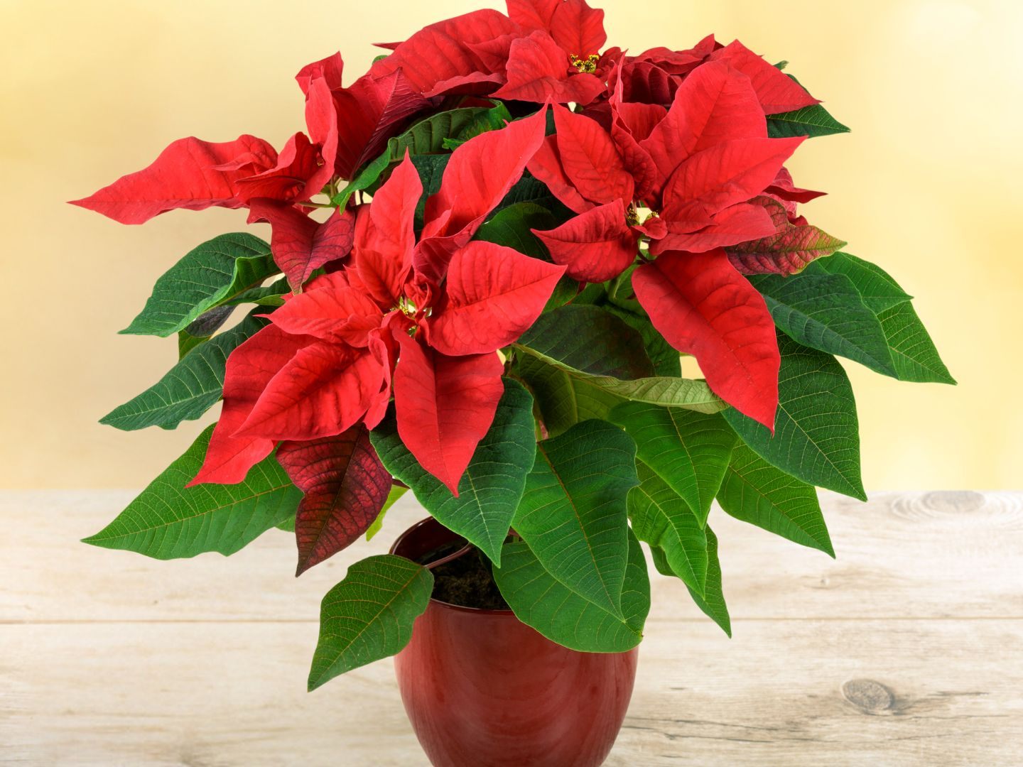 Weihnachtsstern-richtig-pflegen-5-Tipps-f-r-lange-Freude