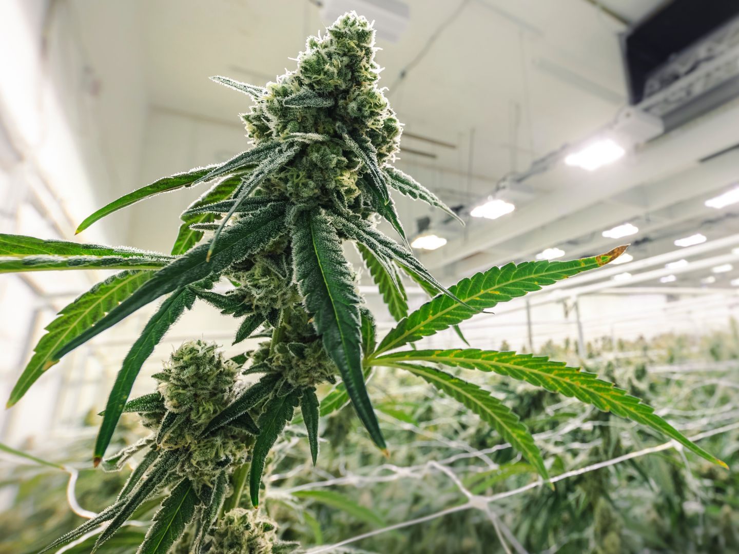 Wiener-Polizei-deckt-Profi-Cannabiszucht-auf