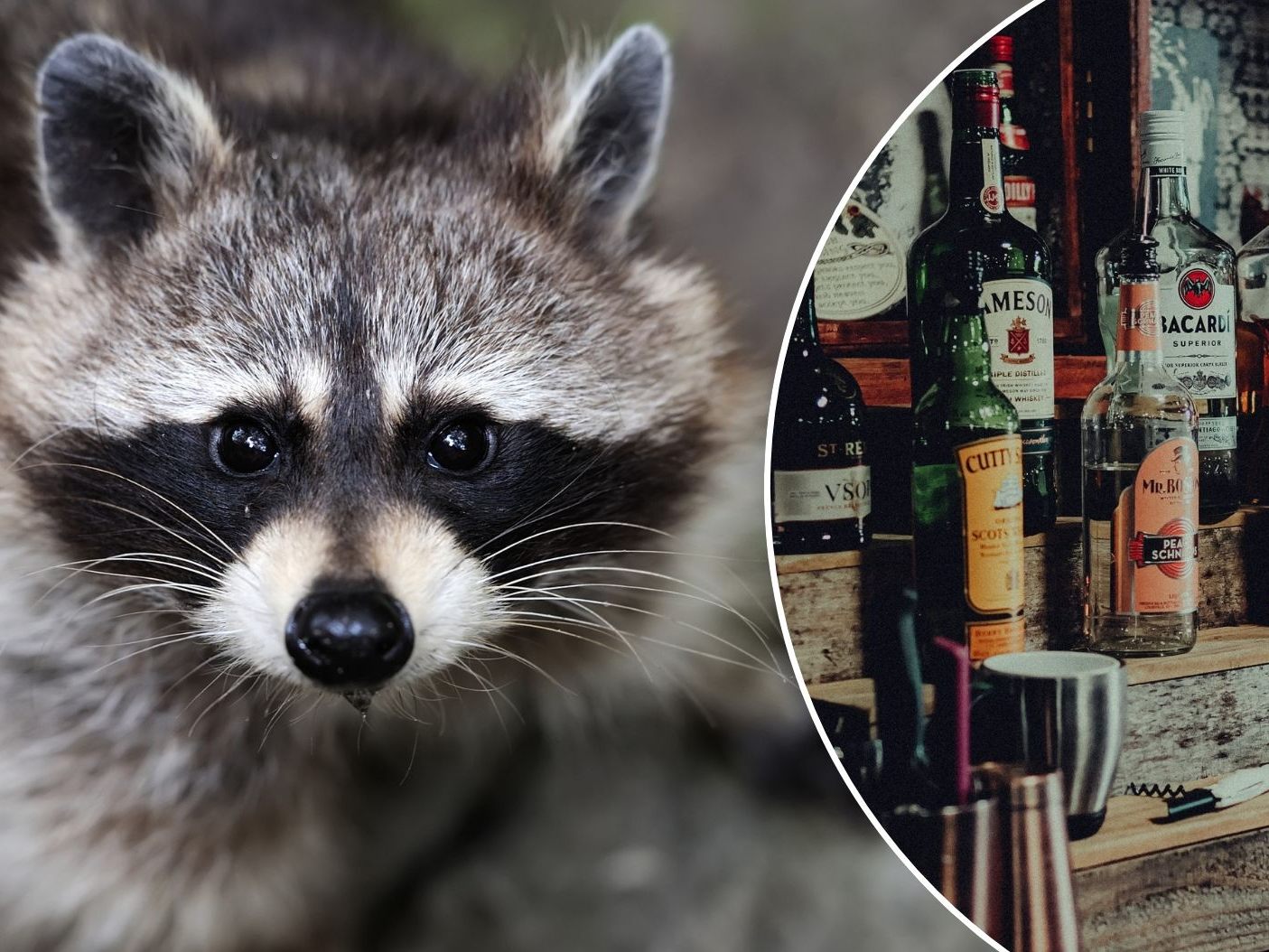 Waschb-r-randaliert-auf-Sauftour-in-Schnapsladen