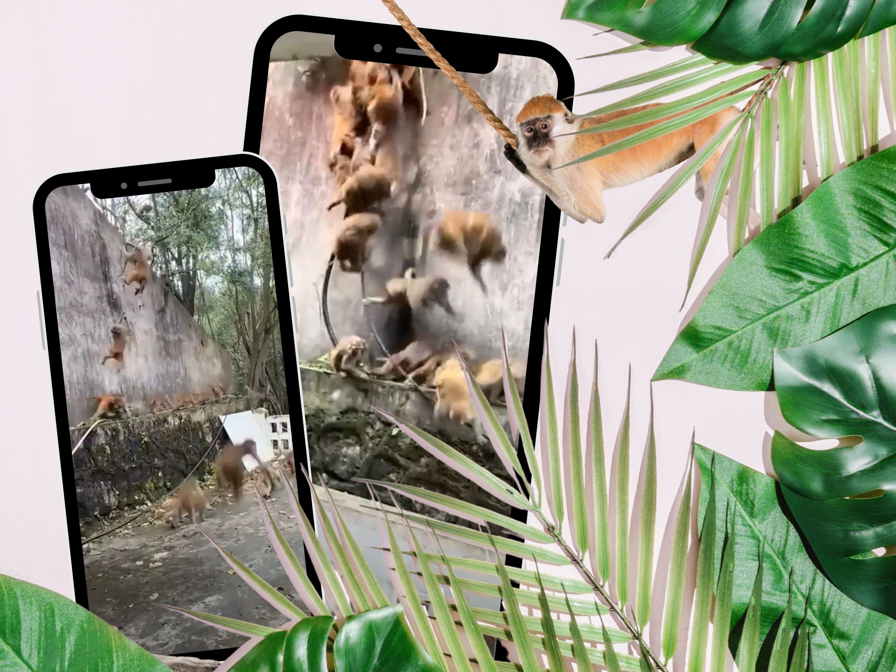 Rätselhafte Affenflucht