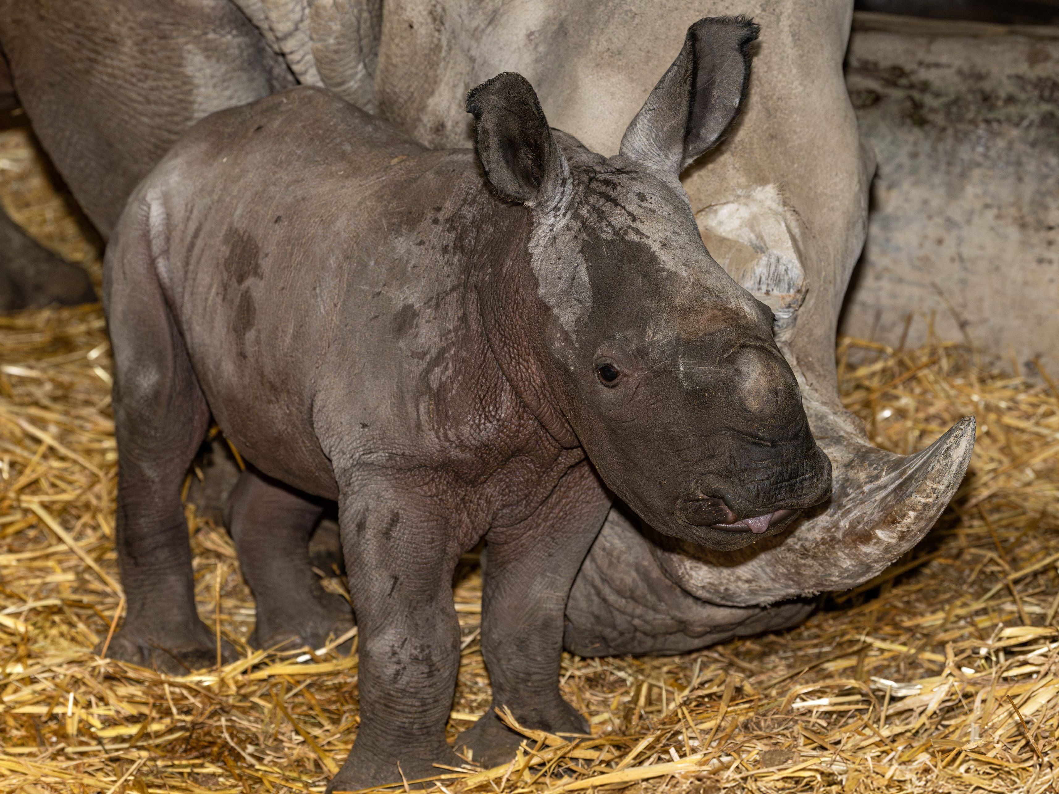 Baby-Nashorn schnuppert durch den Stall