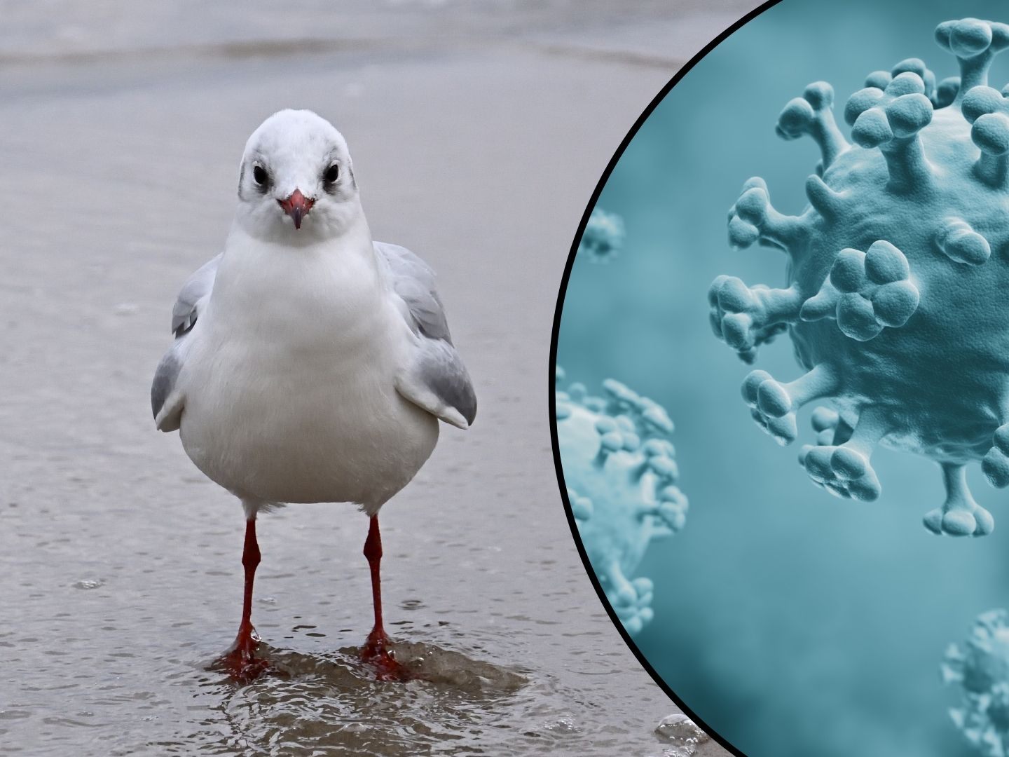 erste-best-tigte-f-lle-der-vogelgrippe-in-vorarlberg