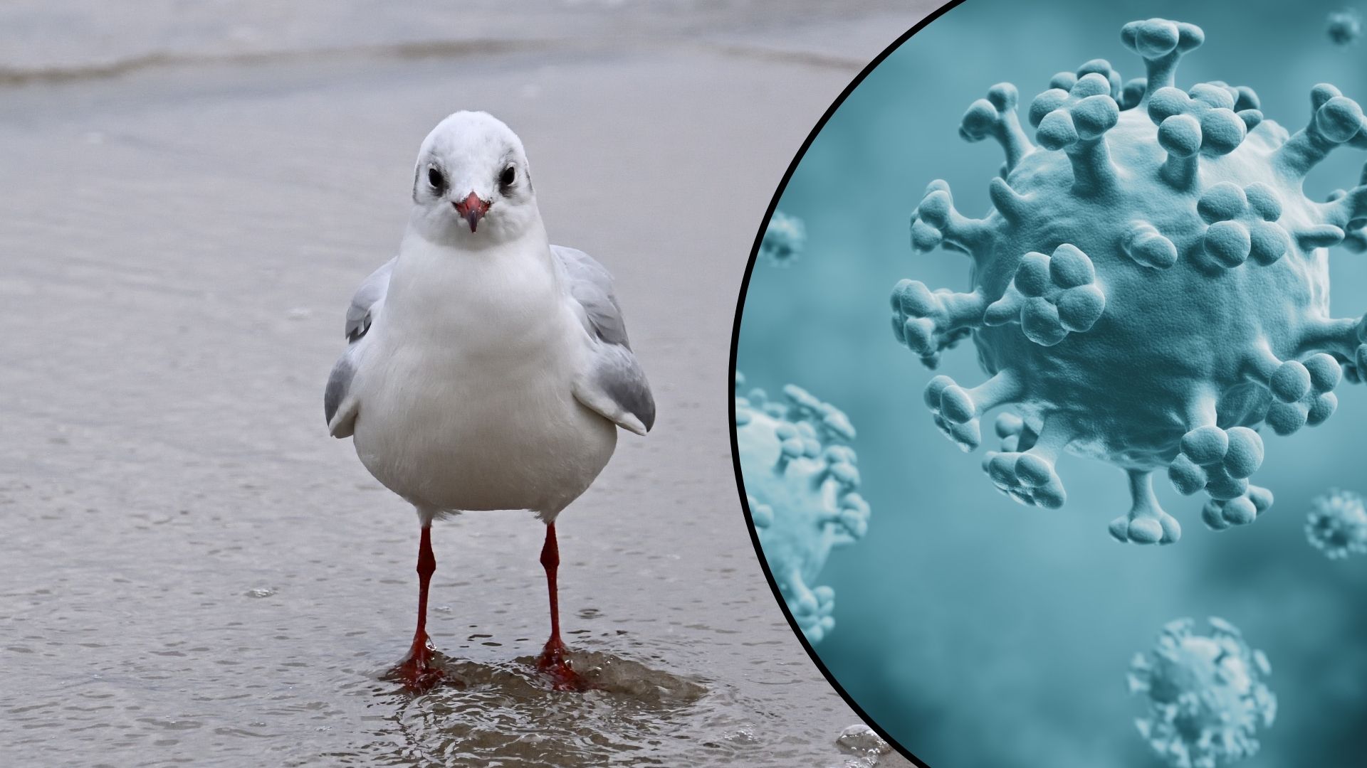 V Vorarlbergu potrjeni prvi primeri ptičje gripe